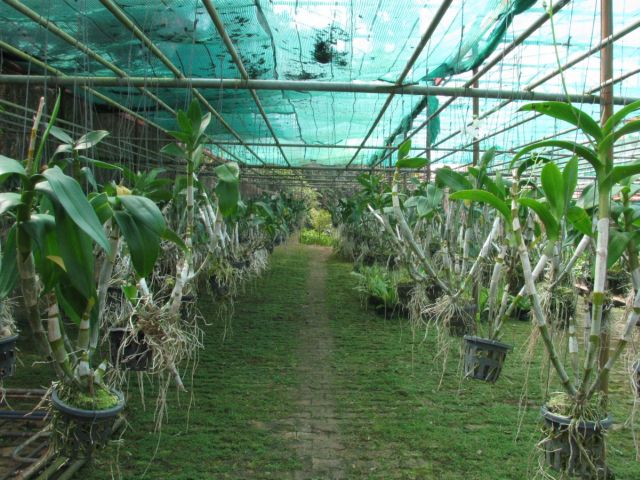 2010-11-thailand-2290.JPG